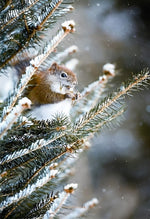 Tannenbaum und Eichhörnchen im Winter Diamond Painting