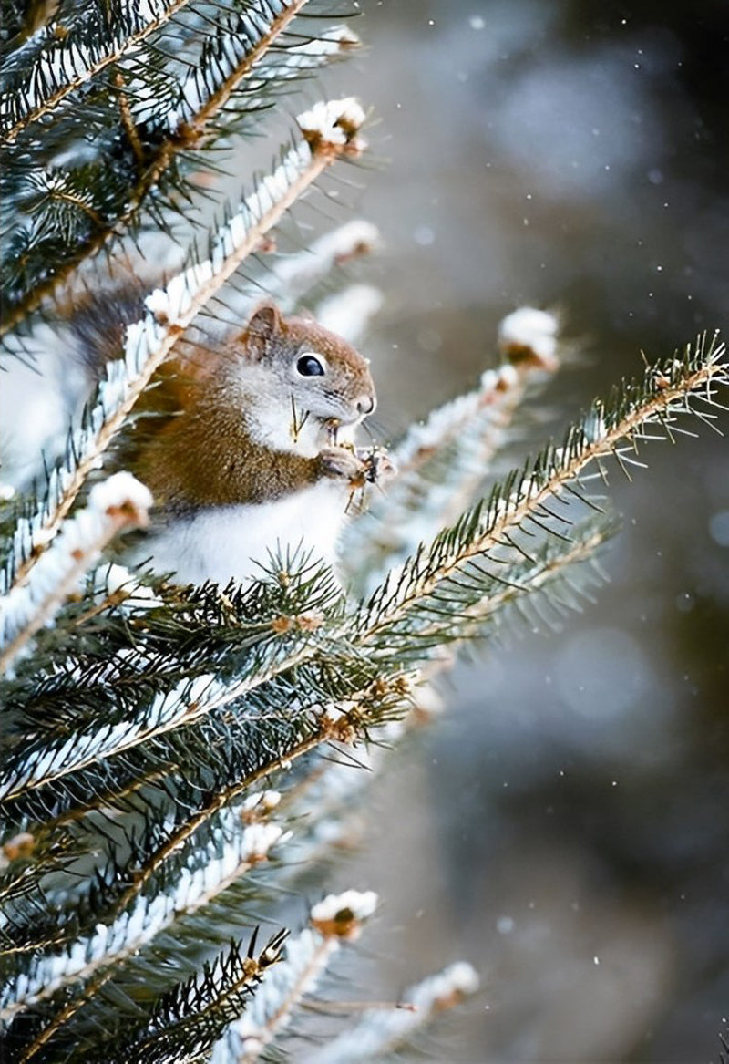 Tannenbaum und Eichhörnchen im Winter Diamond Painting