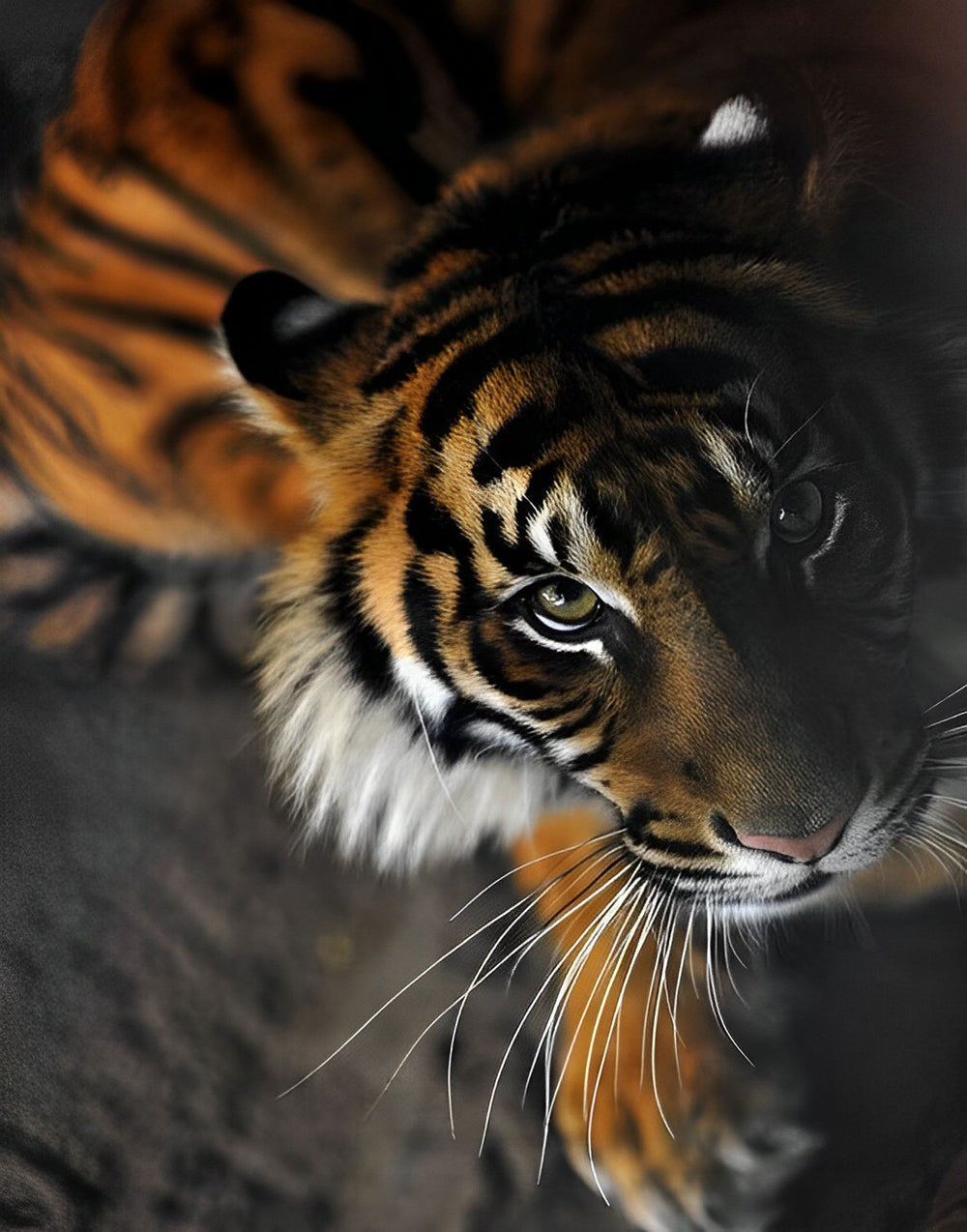 Tiger Diamond Painting