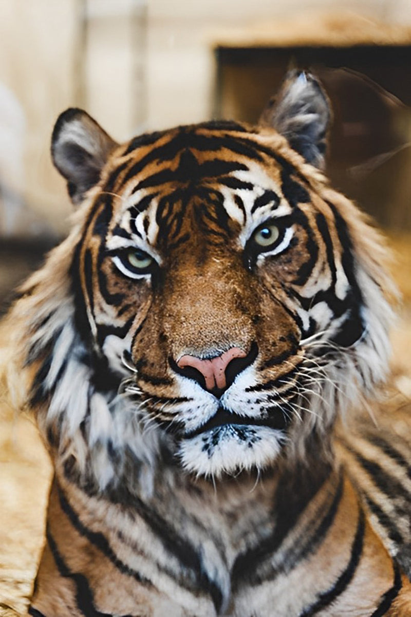 Tiger Diamond Painting