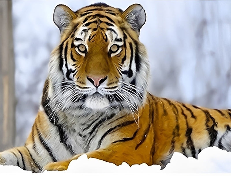 Tiger im Schnee Diamond Painting