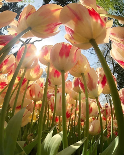 Tulpen Diamond Painting