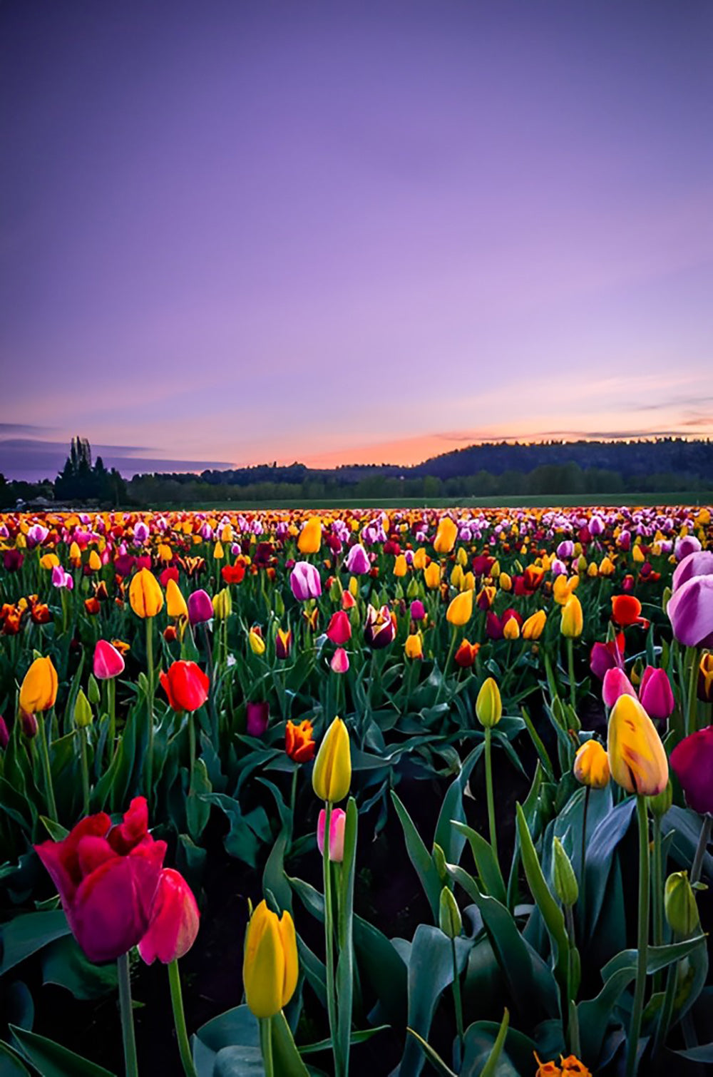 Tulpenfeld und lila Himmel Diamond Painting