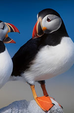 Vogel Papageitaucher Diamond Painting