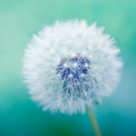 Weiße Pusteblume vor dem grünen Hintergrund Diamond Painting