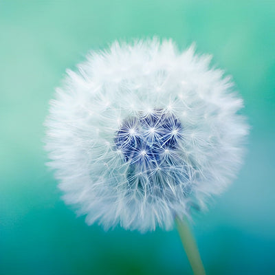 Weiße Pusteblume vor dem grünen Hintergrund Diamond Painting