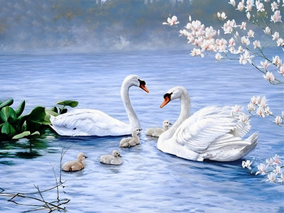 Weiße Schwäne und graue junge Enten Diamond Painting