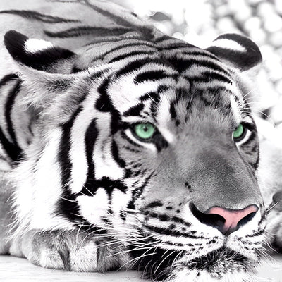 Weißer Tiger mit grünen Augen Diamond Painting