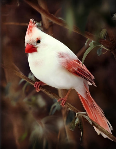 Weißer Vogel Diamond Painting