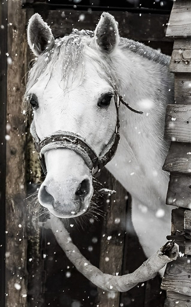 Weißes Pferd im Schnee Diamond Painting