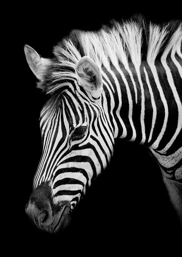 Zebra Diamond Painting