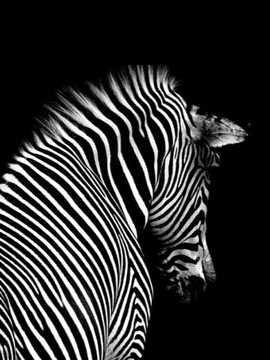 Zebra in der Dunkelheit Diamond Painting